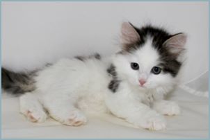 Female Siberian Kitten from Deedlebug Siberians